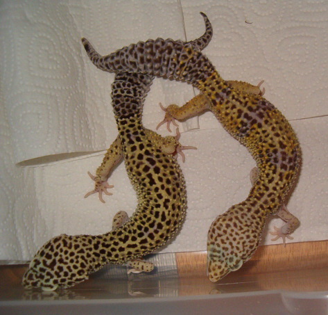 het_bell_n_patternless2_F