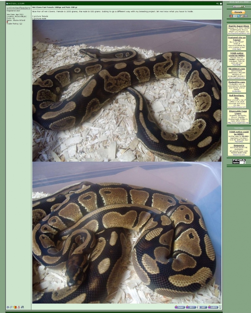 Het_Clown_Female_1000gr_1200
