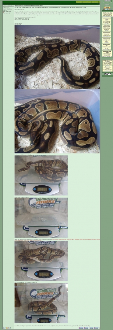 Het_Clown_Female_688gr_1200