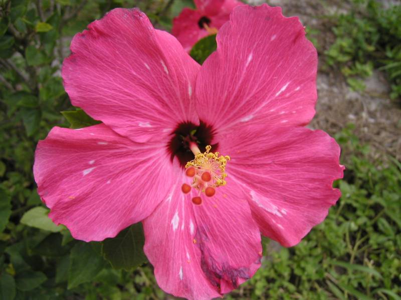 Hibiscus