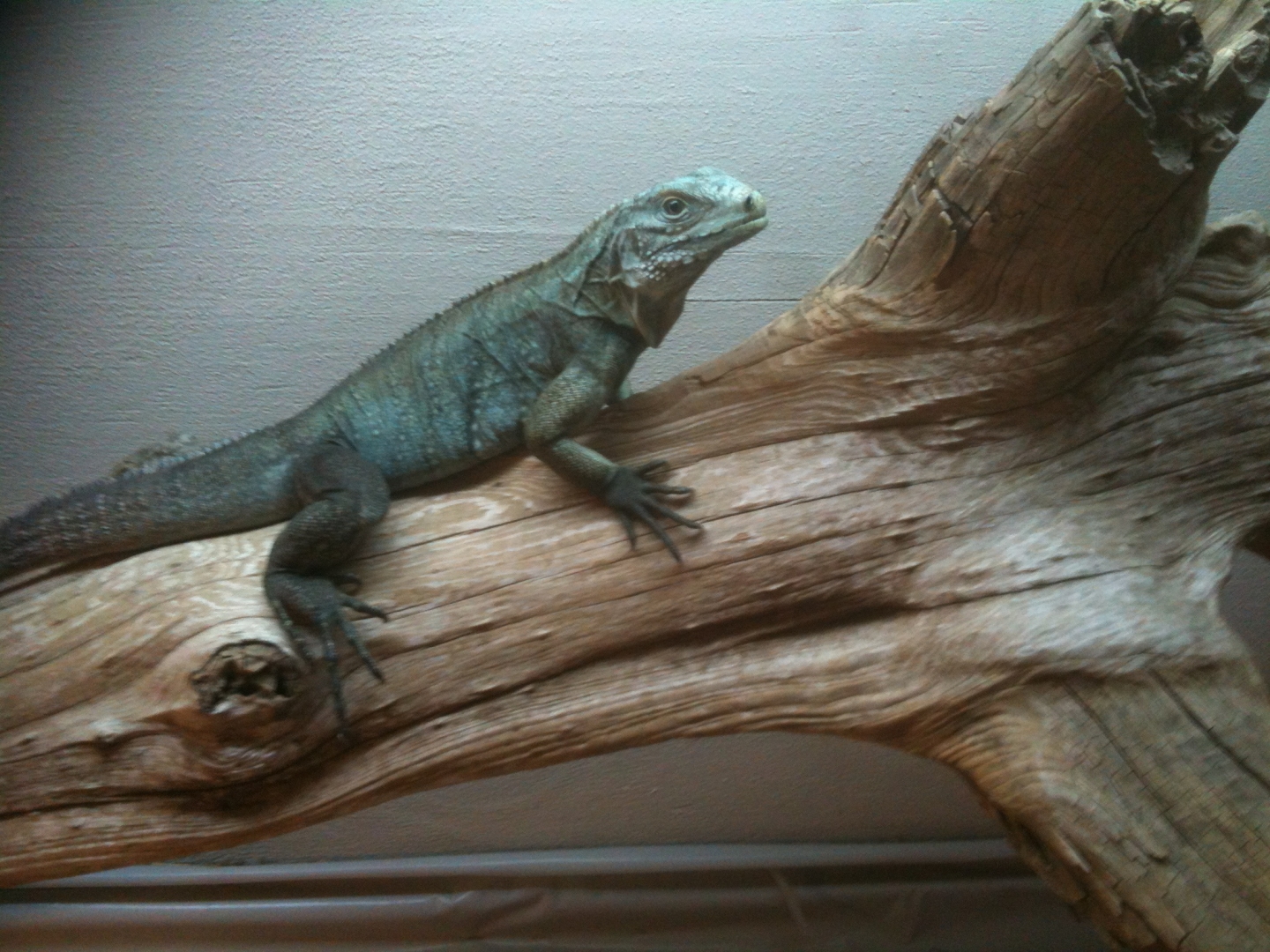 high blue cyclura 2yrs old