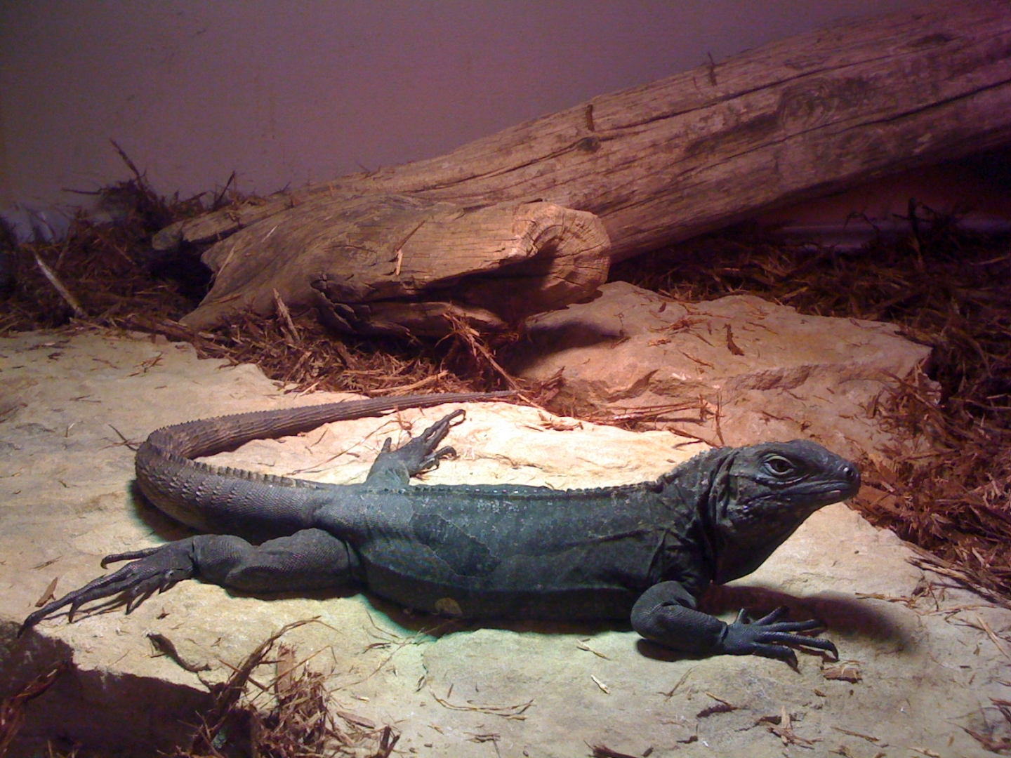 high blue cyclura lewisi hybrid yearling