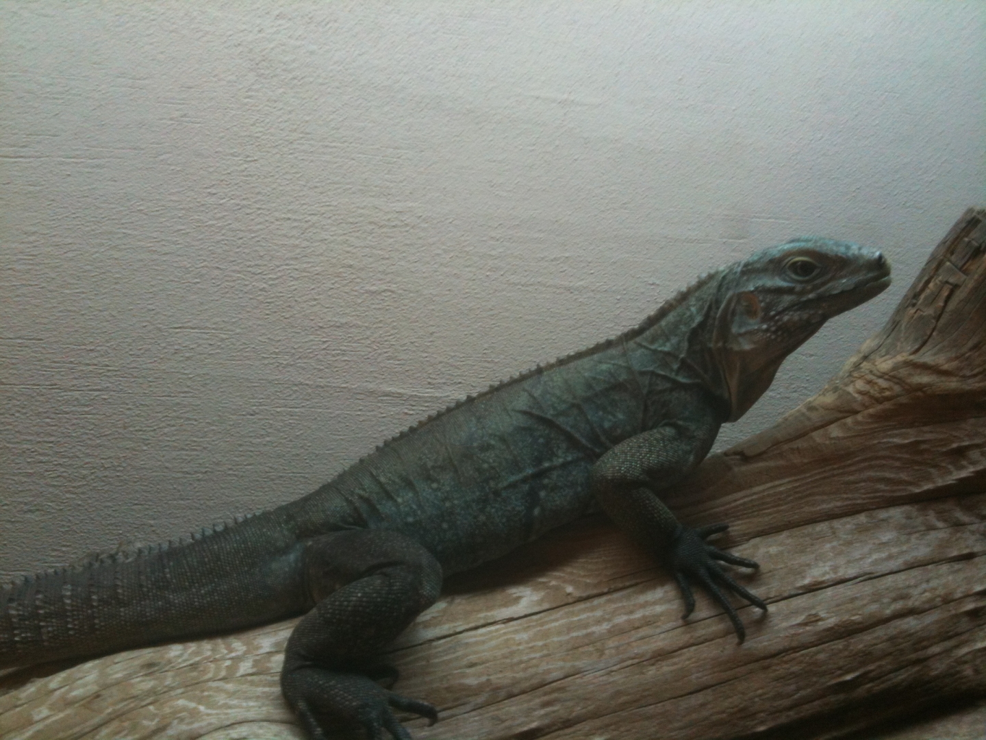 high blue cyclura