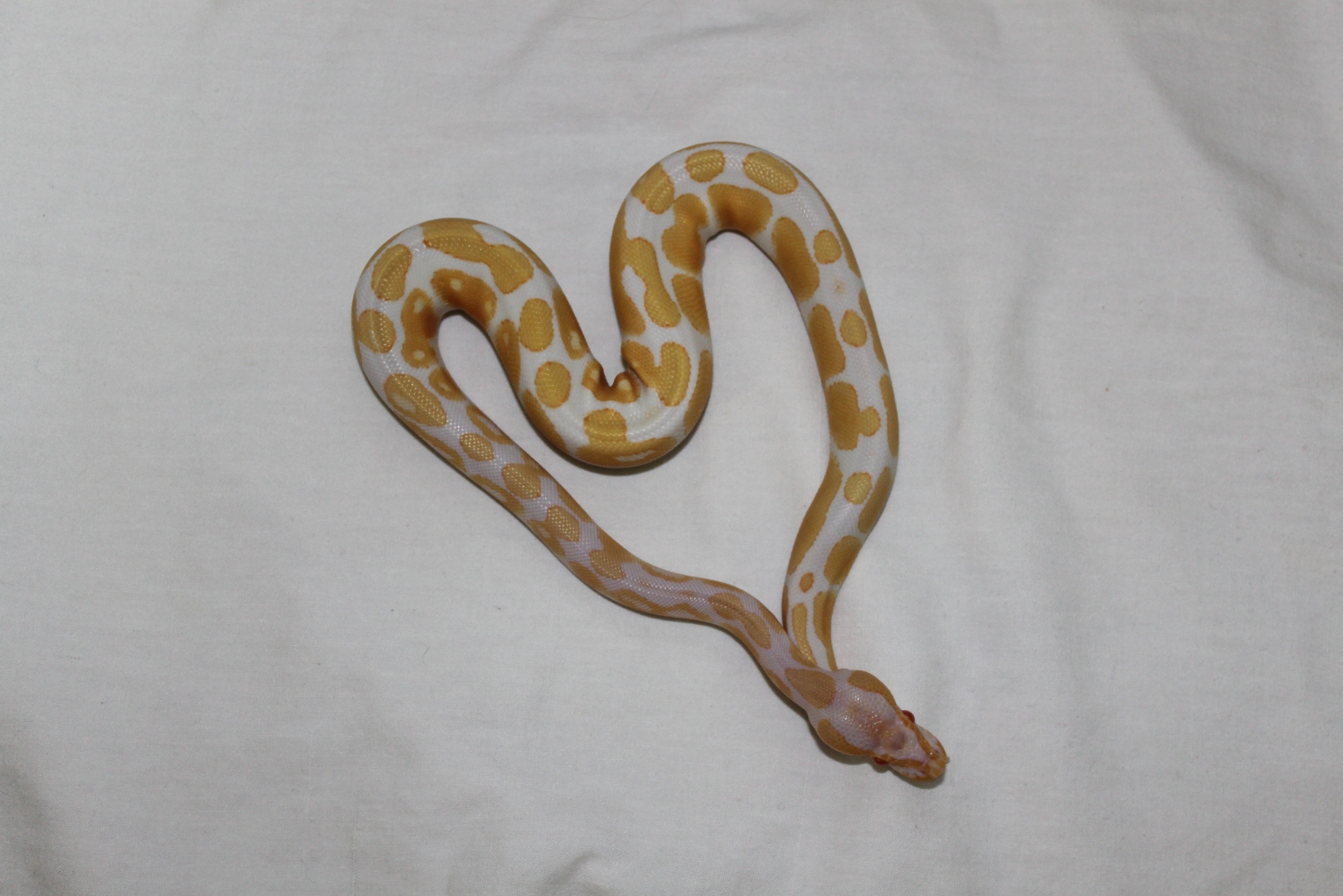 High-Contrast Albino
