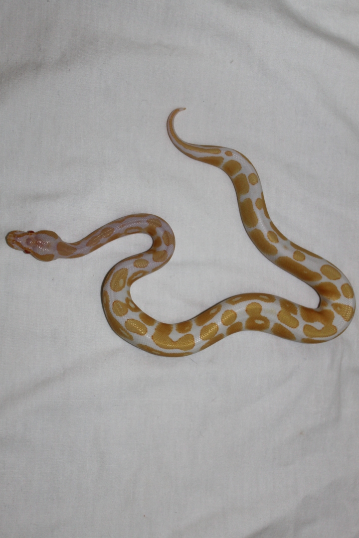 High-Contrast Albino