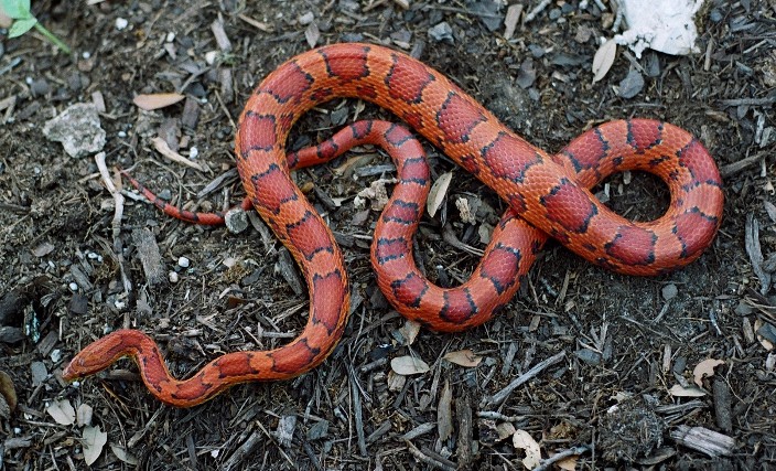 High Red 04 female Okeetee