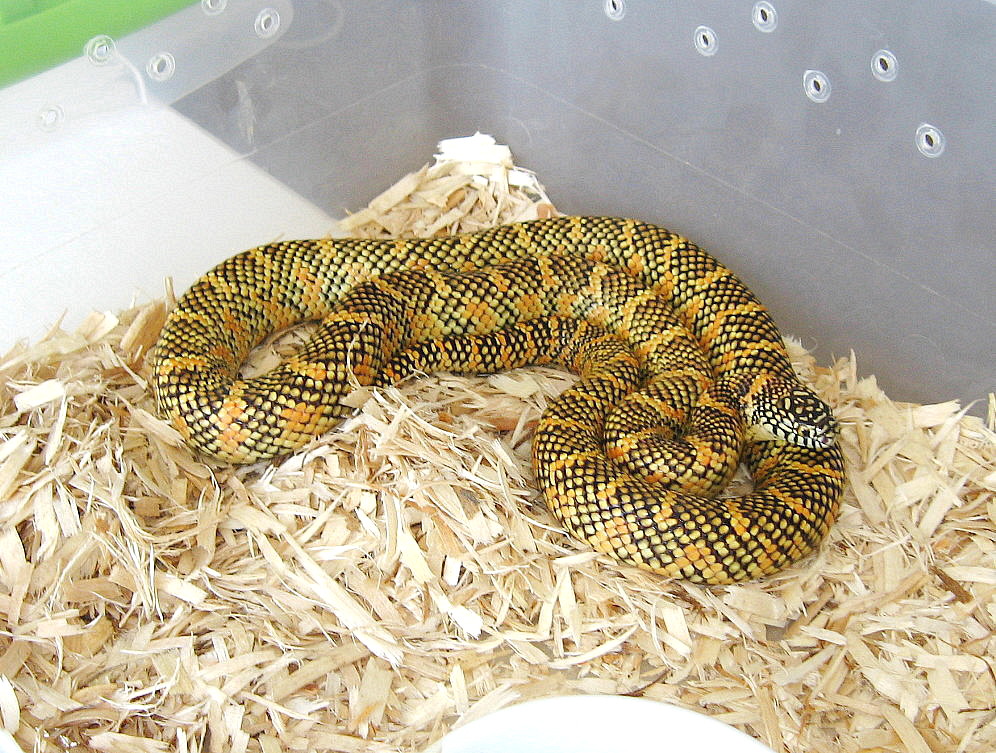 high-yellow Brooks king (2009 male)