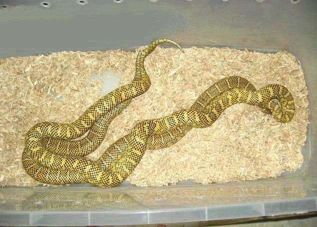 high-yellow brooksi