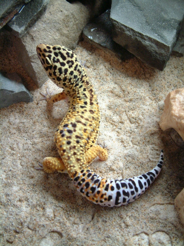 High Yellow Male
