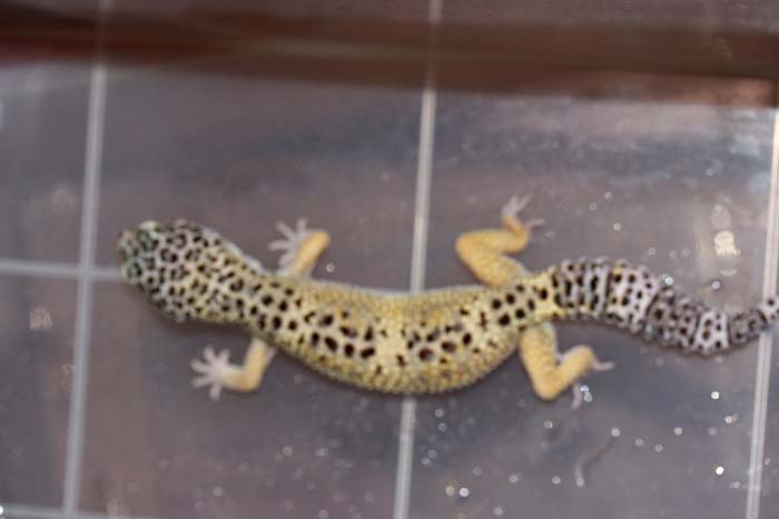 High Yellow Male