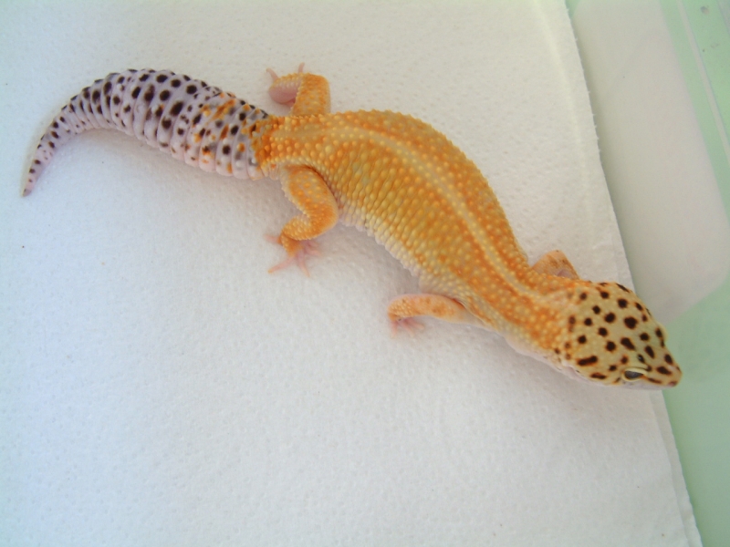 HISS dorsal stripe female
