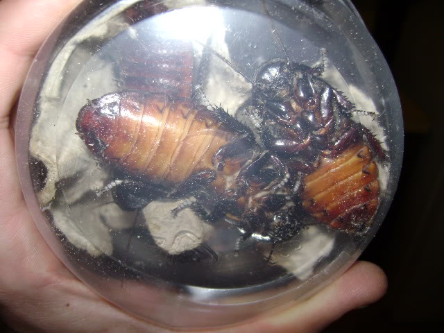 Hissing Roaches Underside