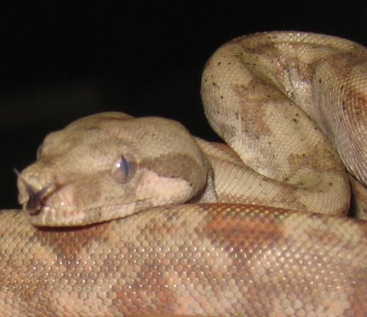 Hog Island Boa Female