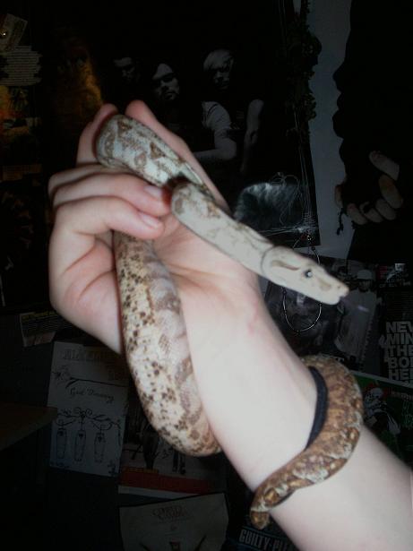 Hogg Island Boa