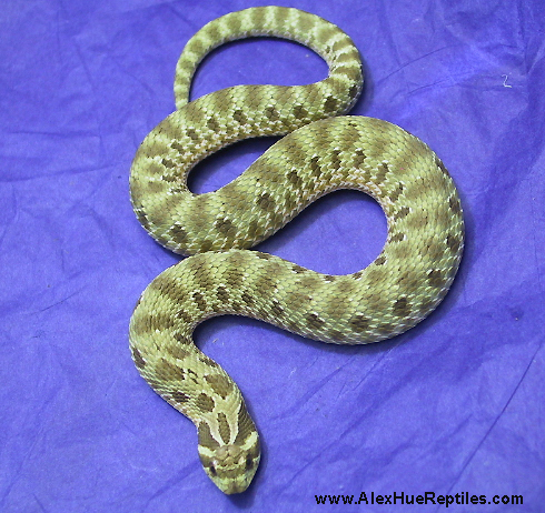 hoggie-7-25-04
