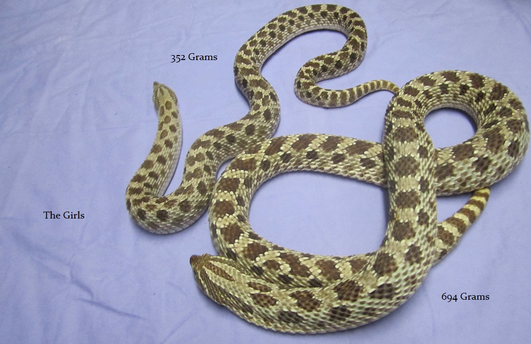 HognoseFemales