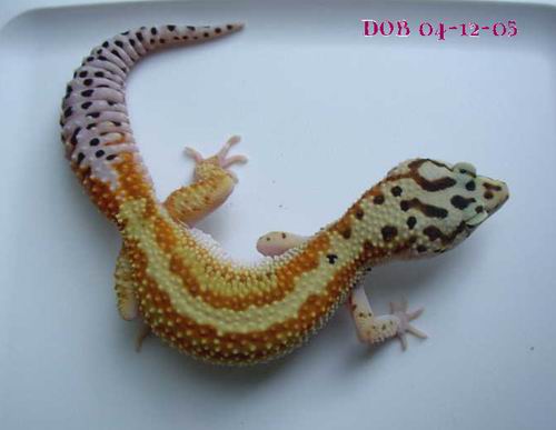 Holdback Female