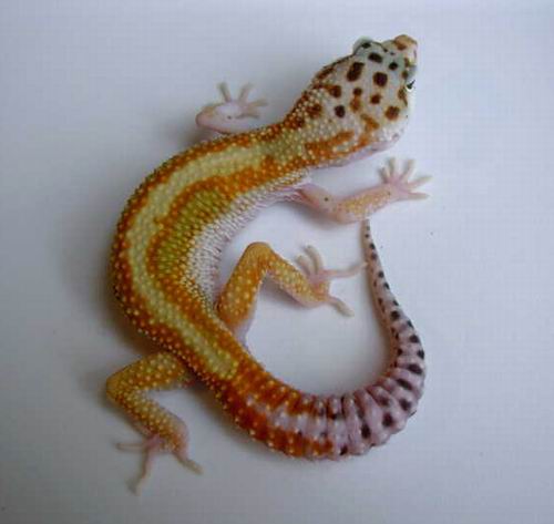 Holdback Male