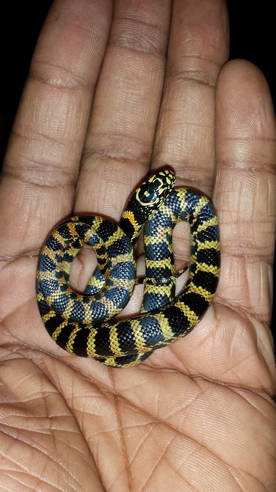 hondoking x goini x florida