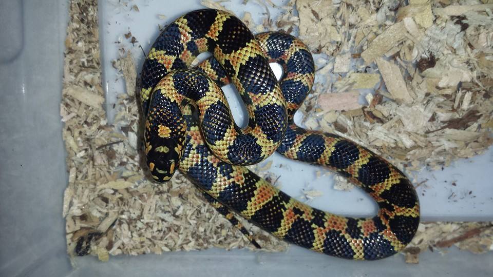hondoking x goini x florida