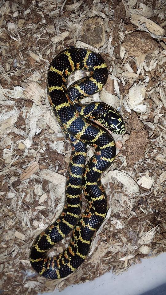 hondoking x goini x florida