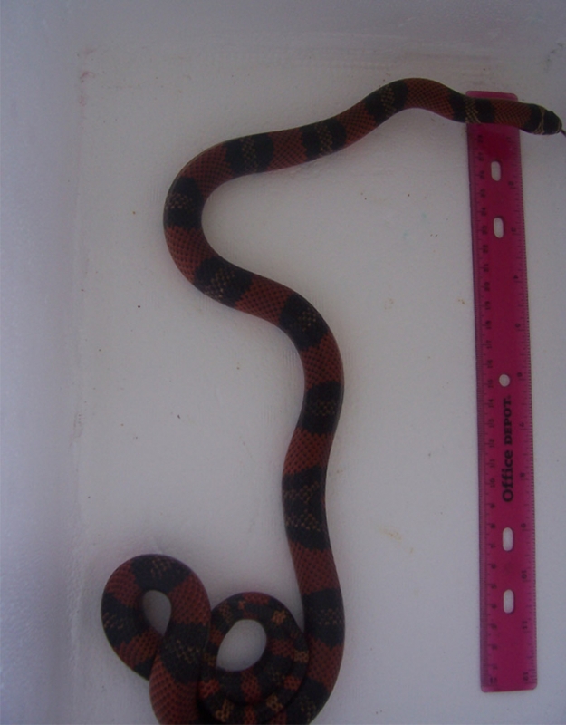 Honduran het albino