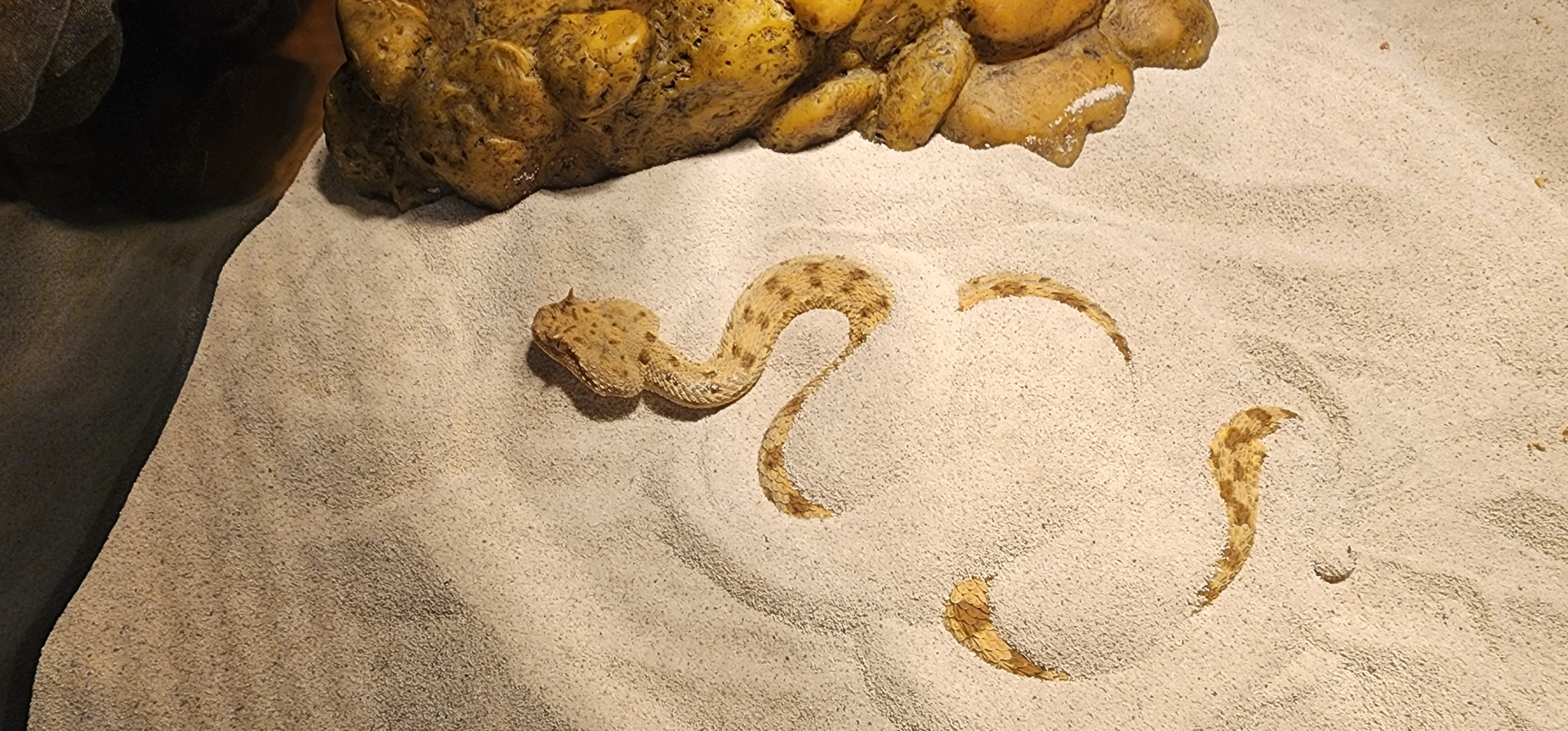 Horned viper