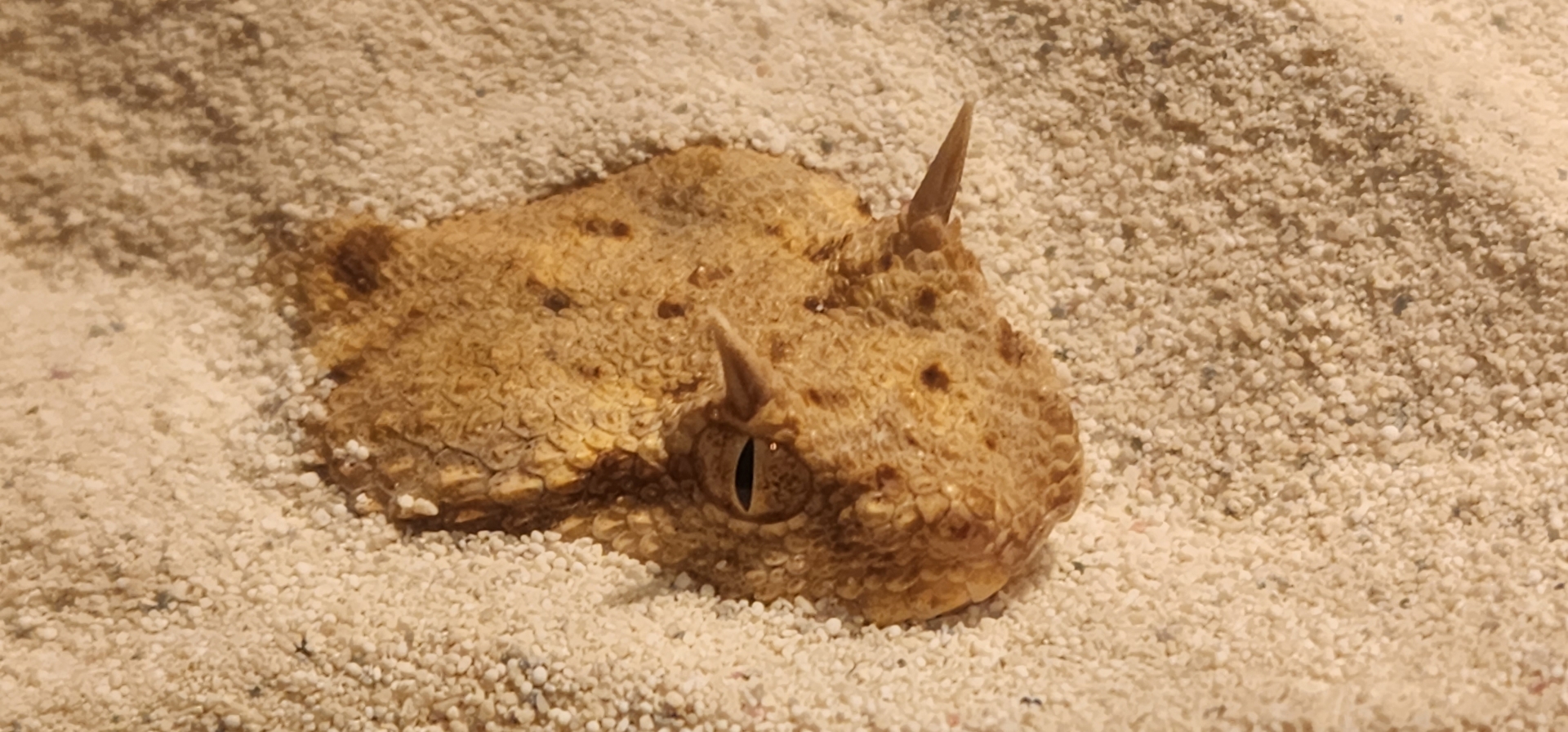 Horned viper