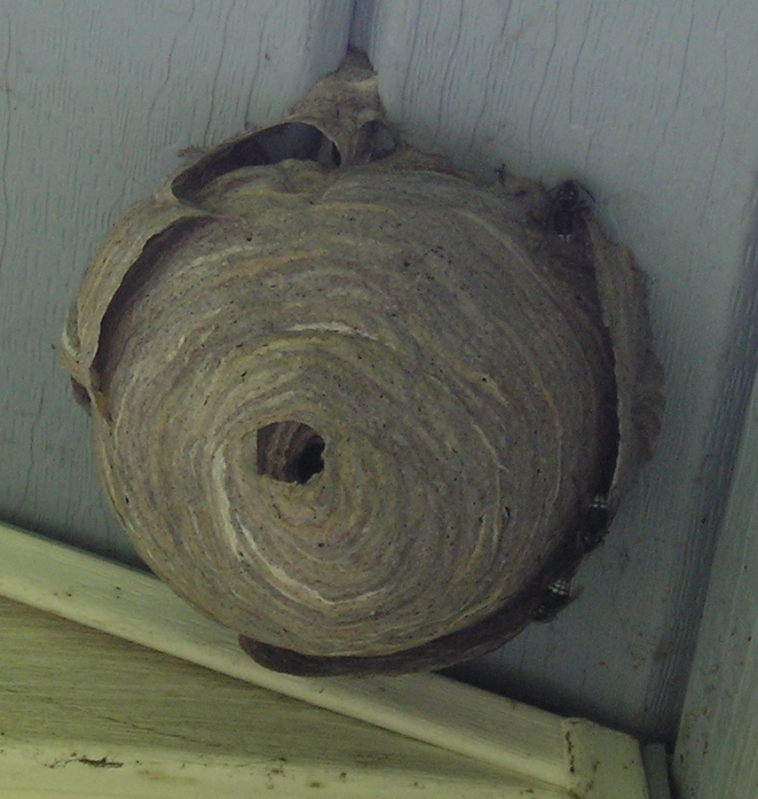 Hornets