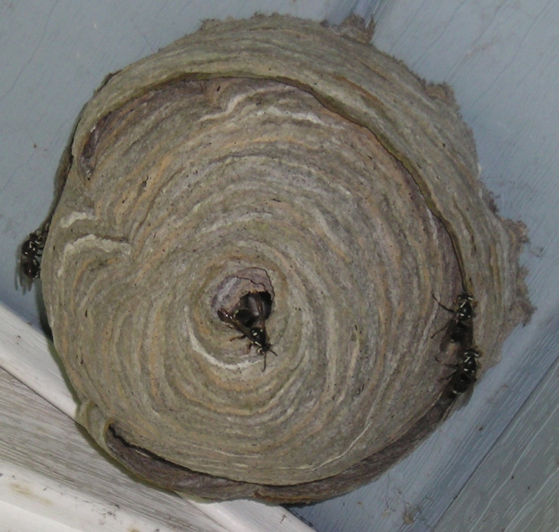 Hornets