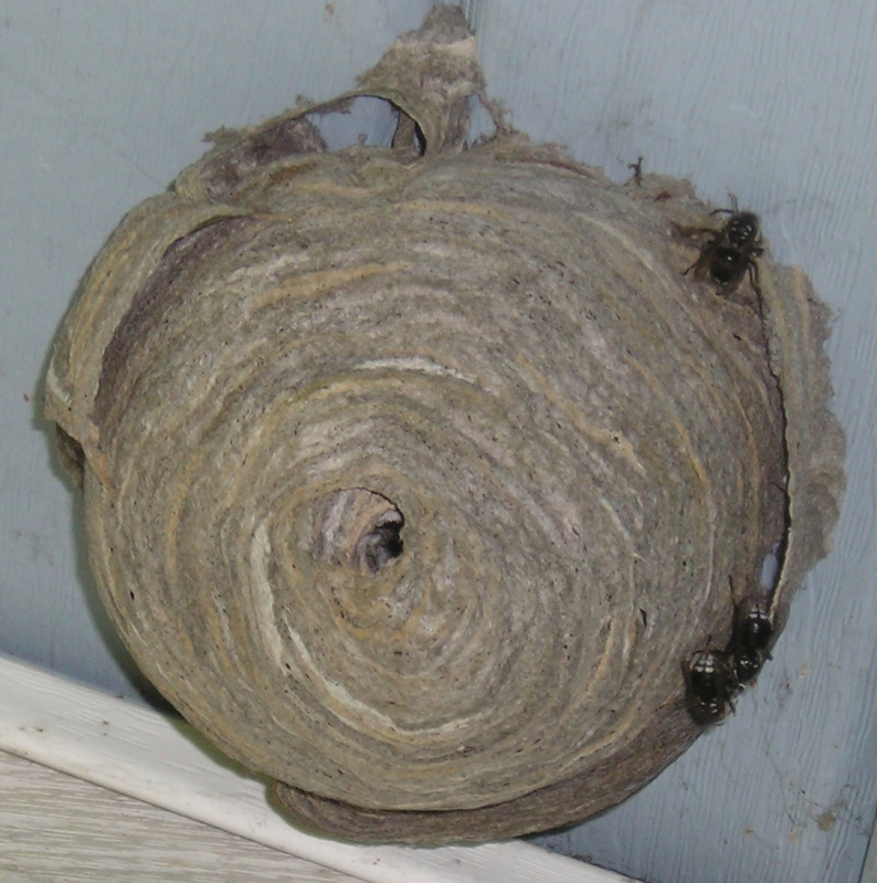 Hornets