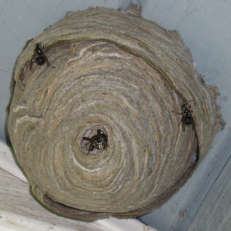 Hornets