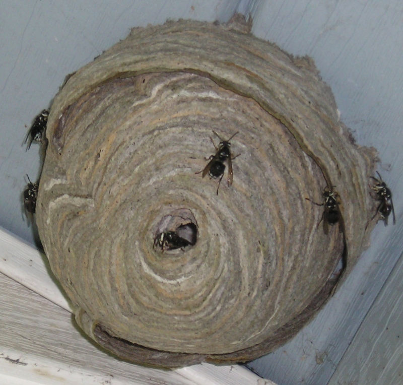 Hornets