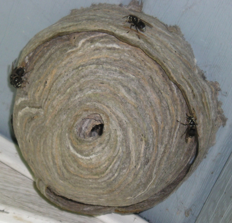 Hornets