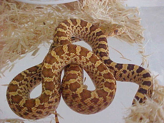 HSB_M_2004