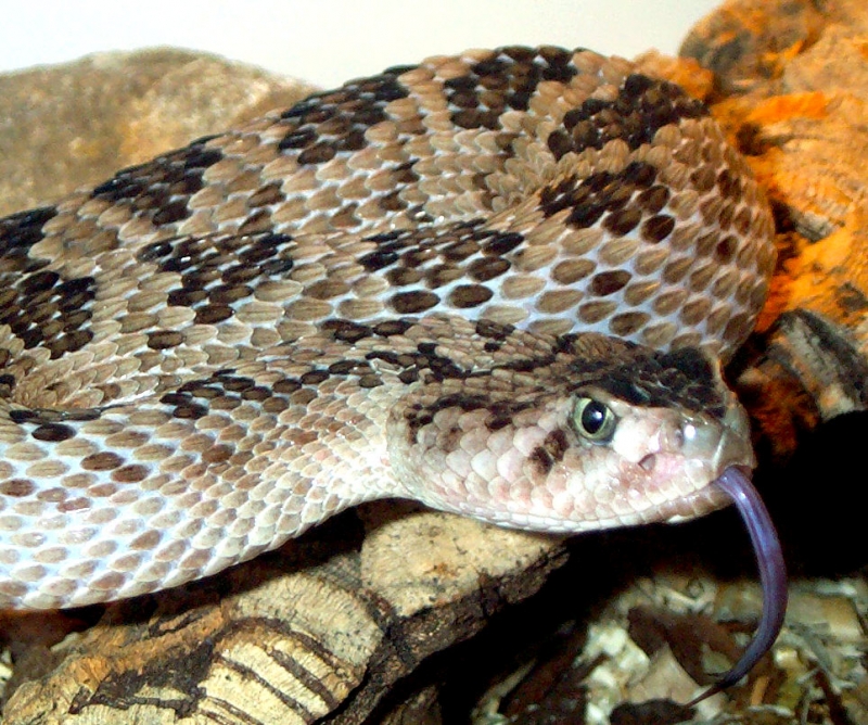 Huamantlan