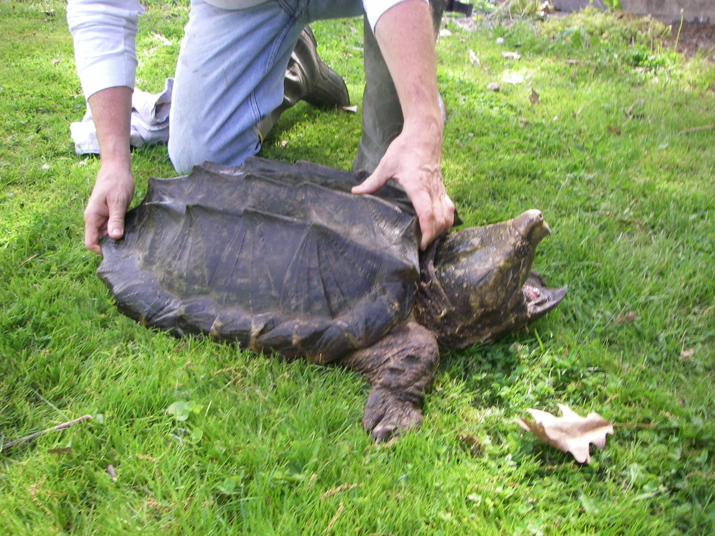 Huge Alligator  Snapper