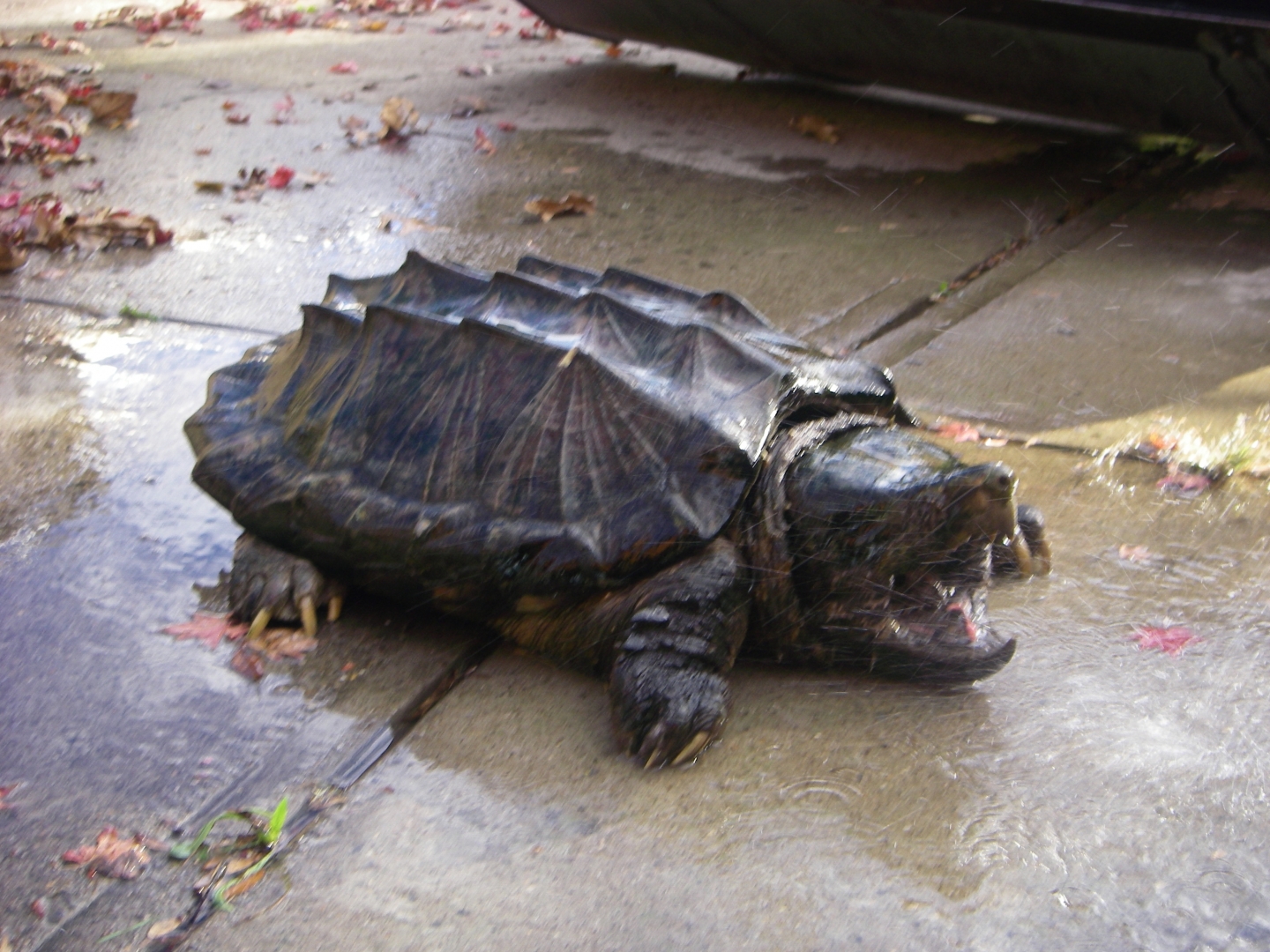 Huge Alligator  Snapper