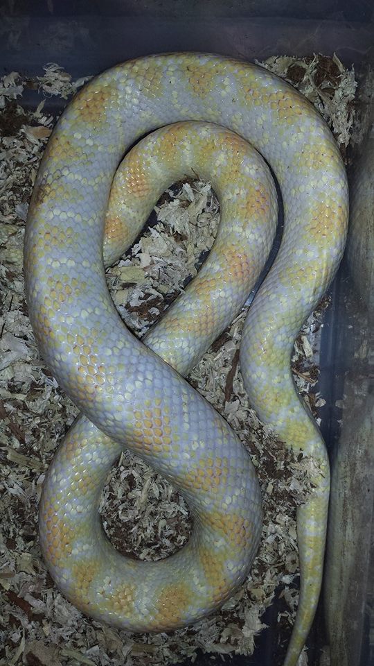 Hybino female