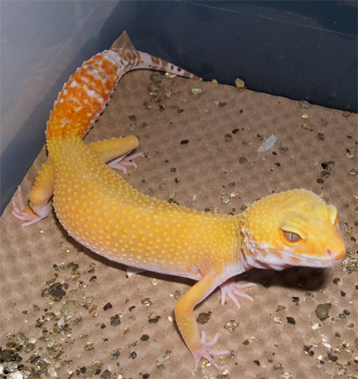 Hybino