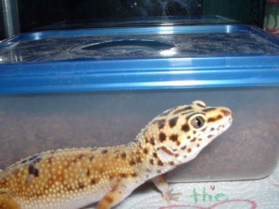 Hyp Tang Female