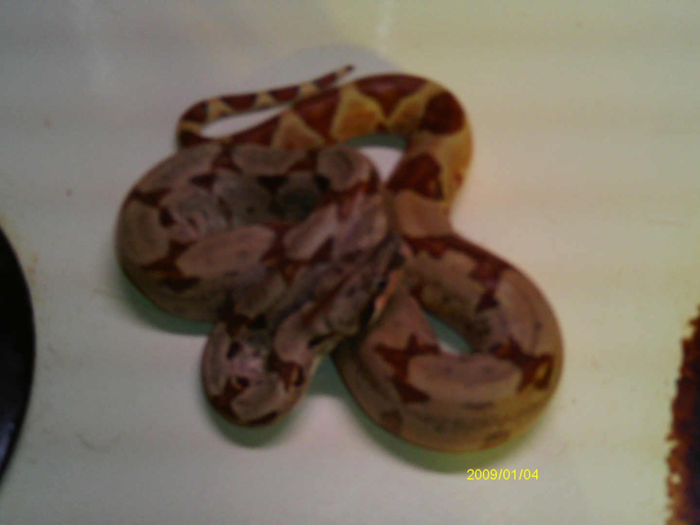 Hypo 2