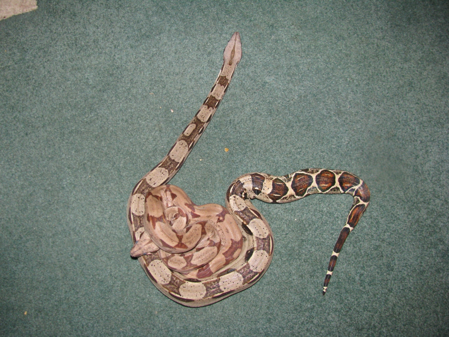 Hypo and columbian redtail