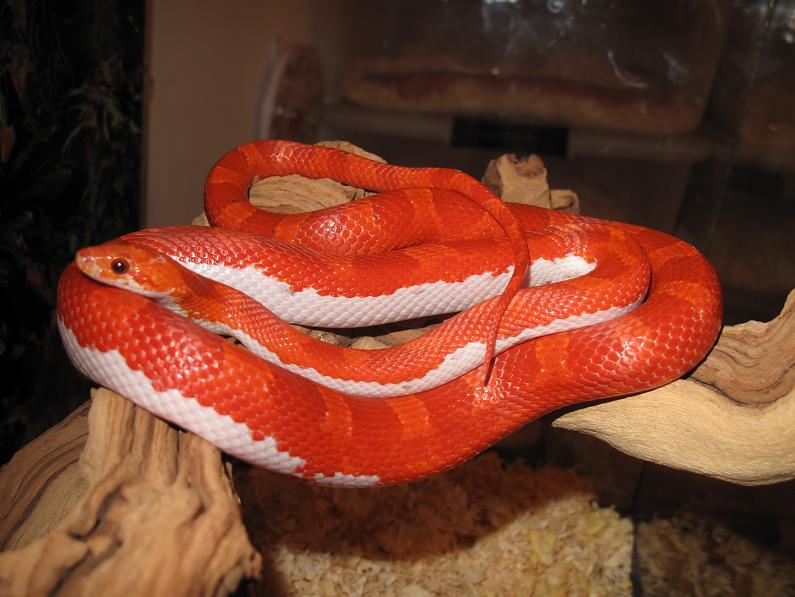 Hypo Blood Pied Sided