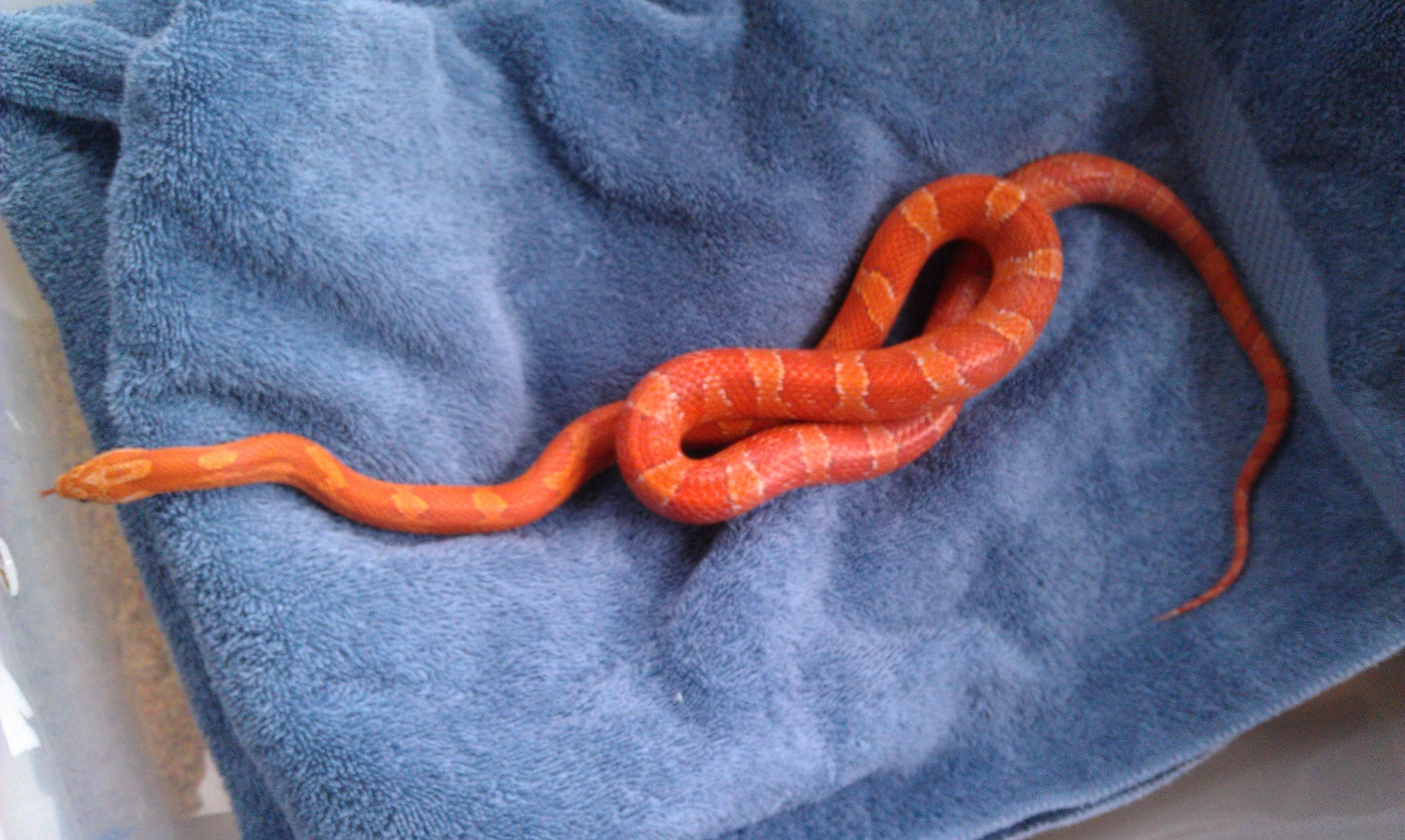 Hypo-bloodred male 1 1/2 yrs old