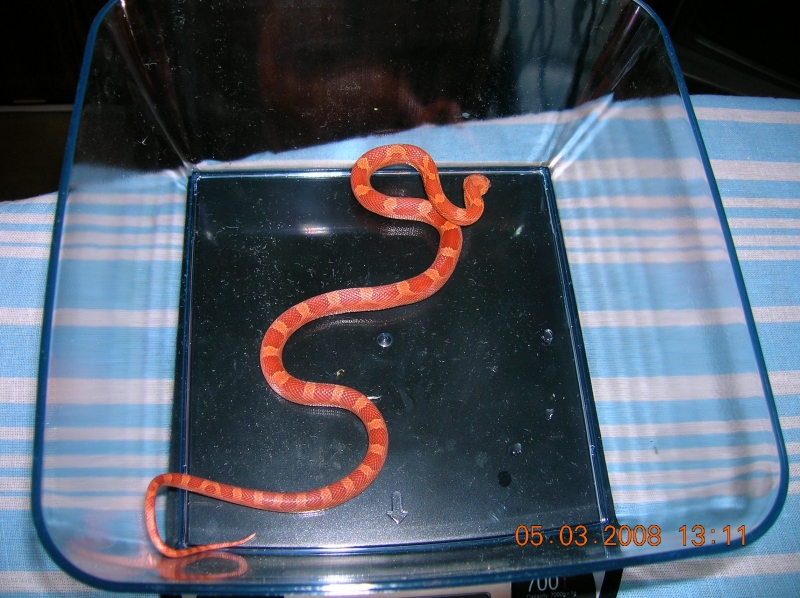 Hypo Bloodred