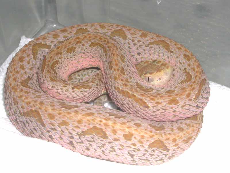 Hypo Bothrops asper