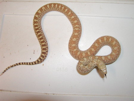 Hypo Bulll