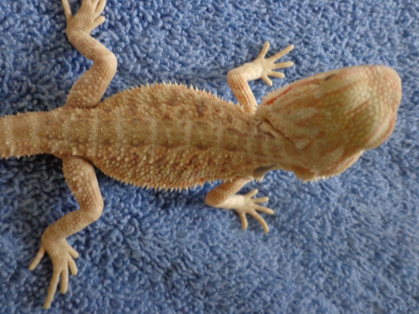 Hypo Citrus het Trans