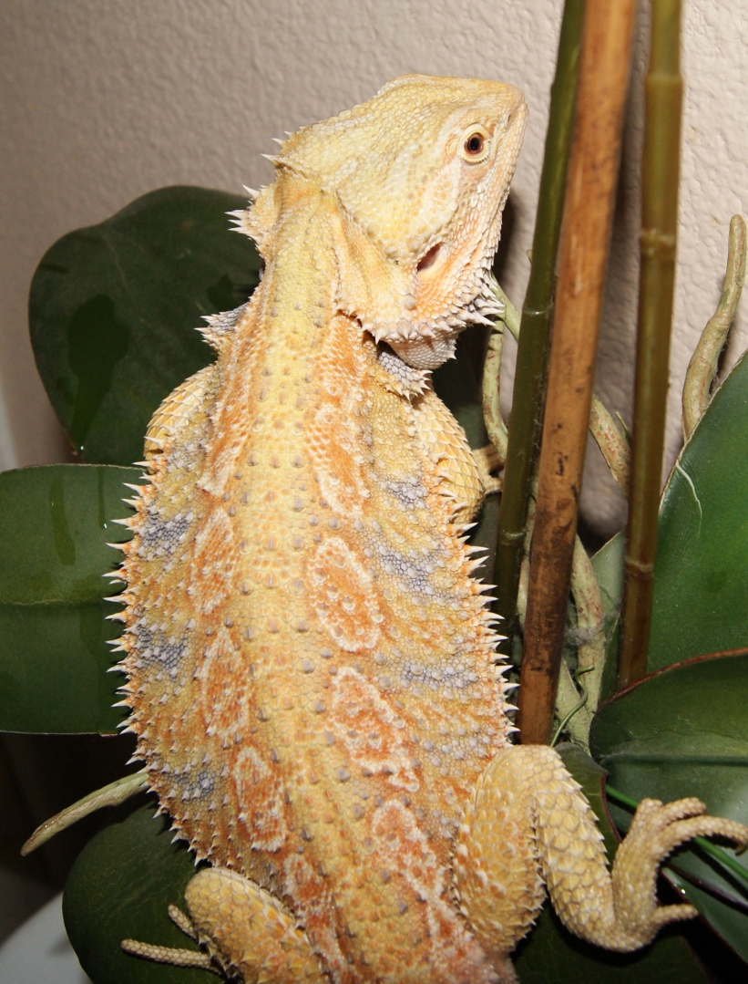 Hypo Citrus Tiger